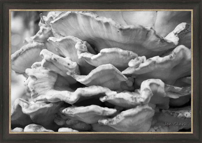 Fungus - Image 2