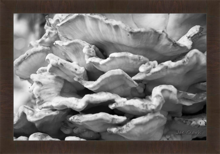 Fungus - Image 3