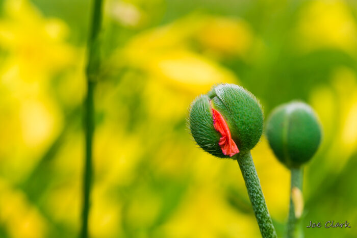 Poppy