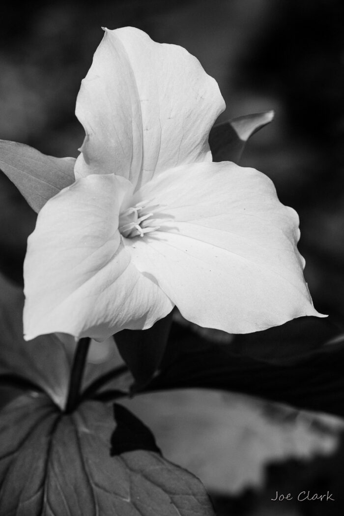 Trillium