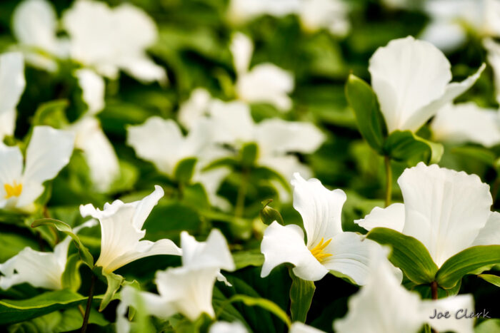 Trillium Field 2
