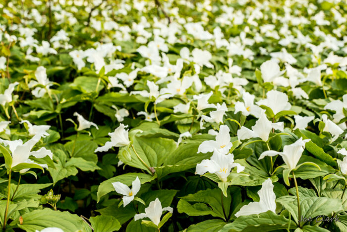 Trillium Field
