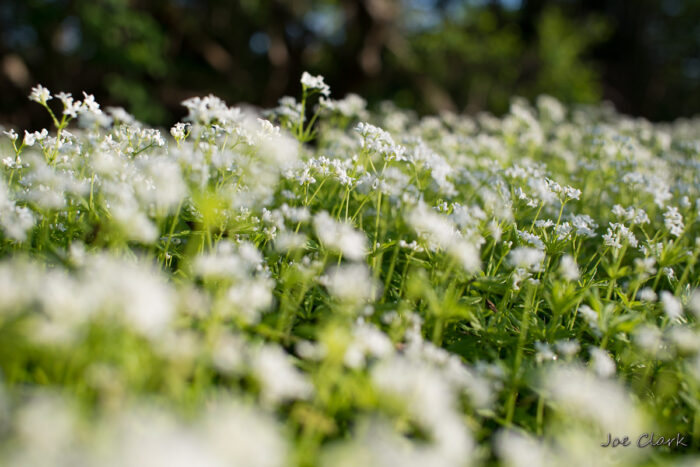 Field of Petals