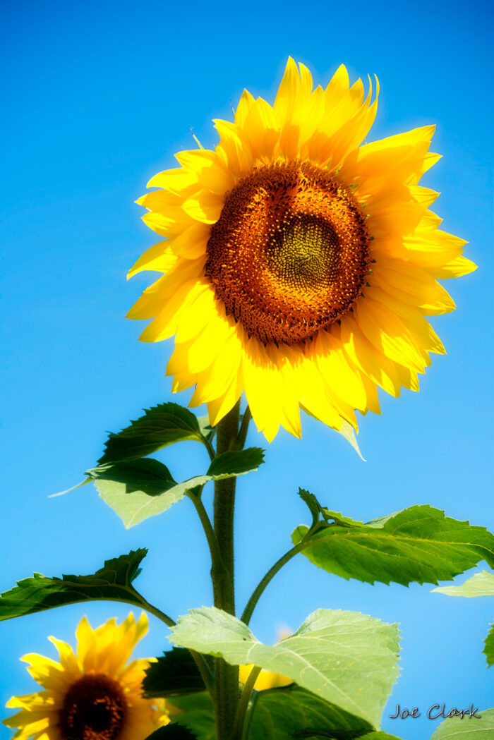 Sunflower 1