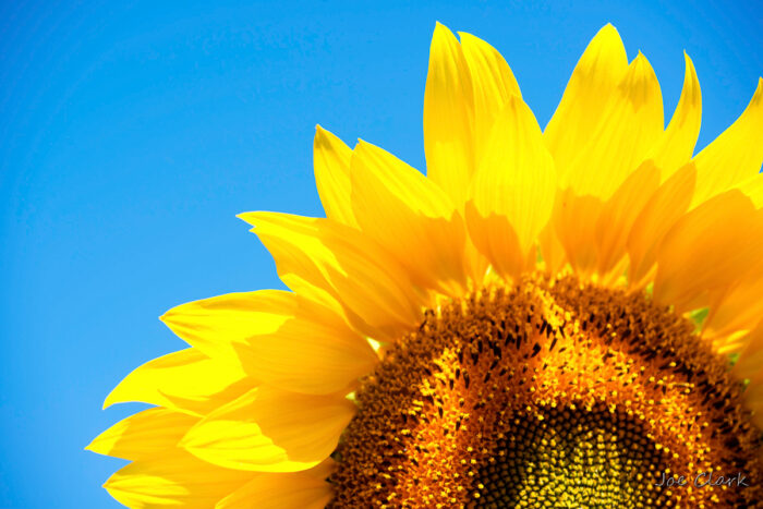 Sunflower Summer