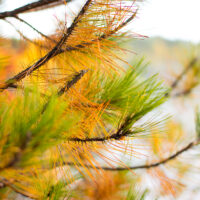 Golden Pine