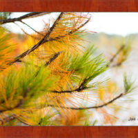 Golden Pine - Image 4