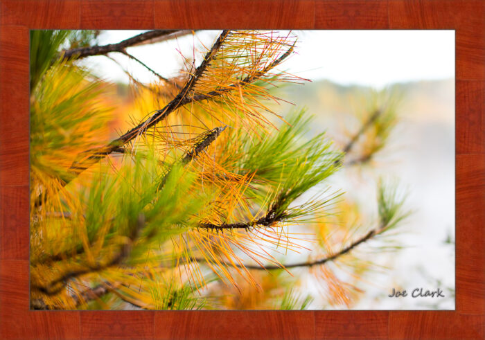 Golden Pine - Image 4