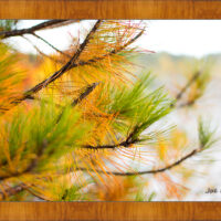 Golden Pine - Image 5
