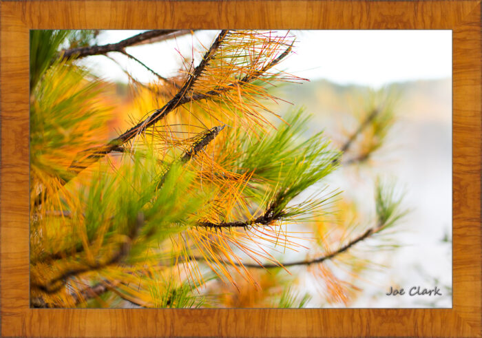 Golden Pine - Image 5