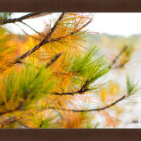 Golden Pine - Image 6