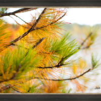 Golden Pine - Image 2