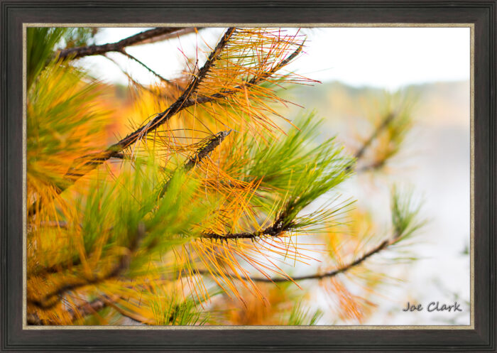 Golden Pine - Image 2