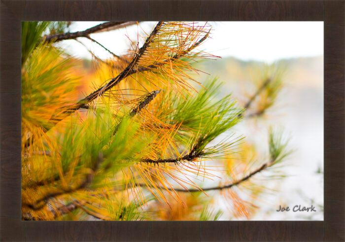Golden Pine - Image 3