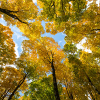 Green n Gold