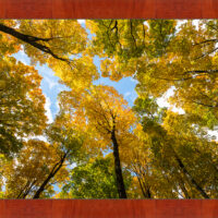 Green n Gold - Image 4