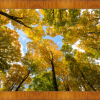 Green n Gold - Image 5