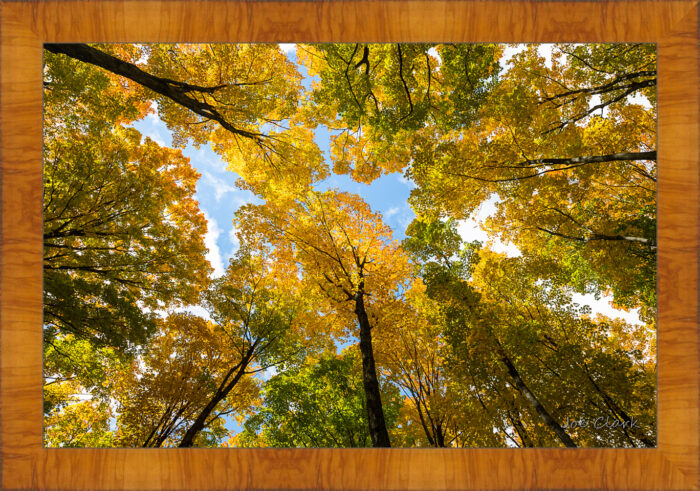 Green n Gold - Image 5