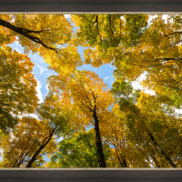 Green n Gold - Image 2