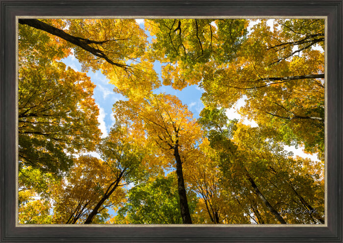 Green n Gold - Image 2
