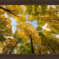 Green n Gold - Image 3
