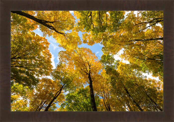 Green n Gold - Image 3
