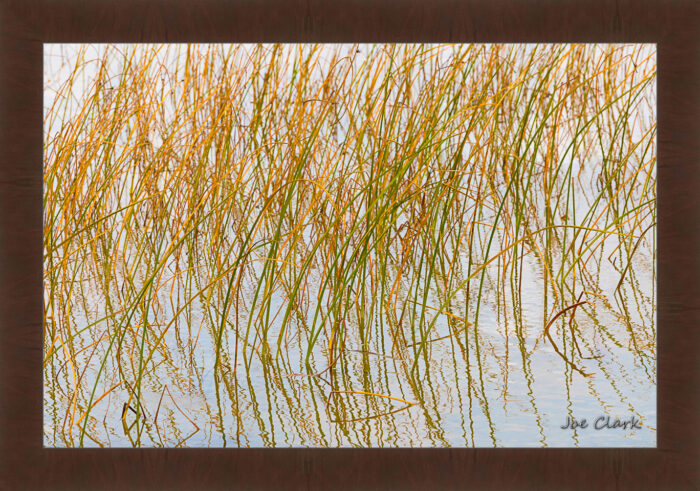 Growth Reflections - Image 6