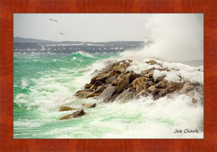 Gull Storm - Image 4