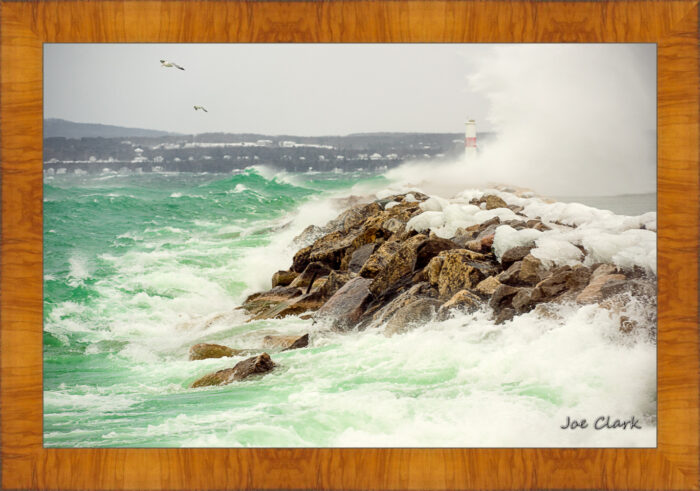 Gull Storm - Image 5