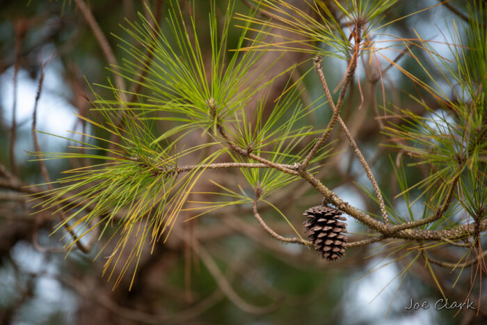 Public Lands, Pine Cone