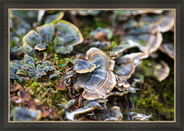 Lichen - Image 3