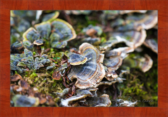 Lichen - Image 4