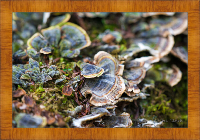 Lichen - Image 5