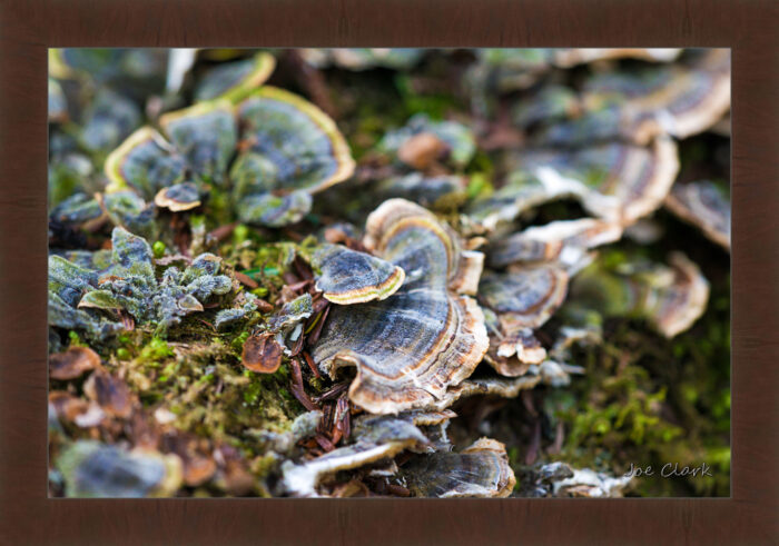 Lichen - Image 6