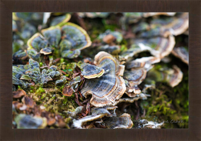 Lichen - Image 2