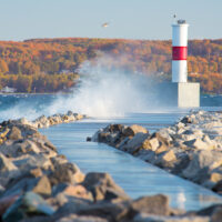 Lone Gull