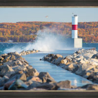 Lone Gull - Image 3
