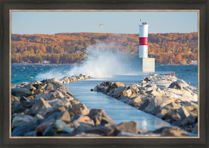 Lone Gull - Image 3