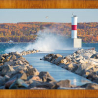 Lone Gull - Image 5
