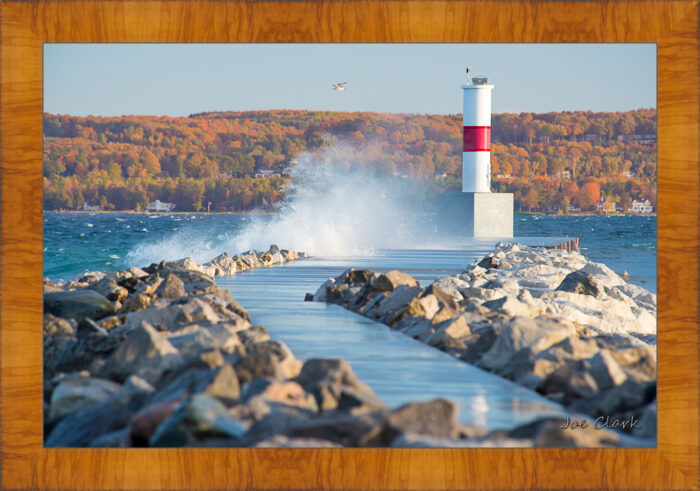 Lone Gull - Image 5