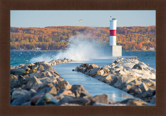 Lone Gull - Image 6
