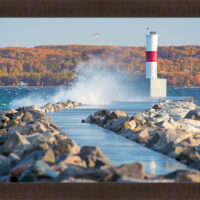 Lone Gull - Image 2