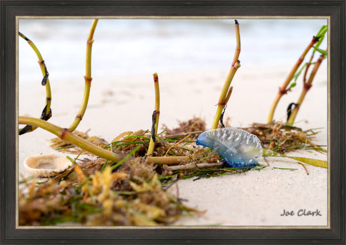 Man 'O War - Image 3
