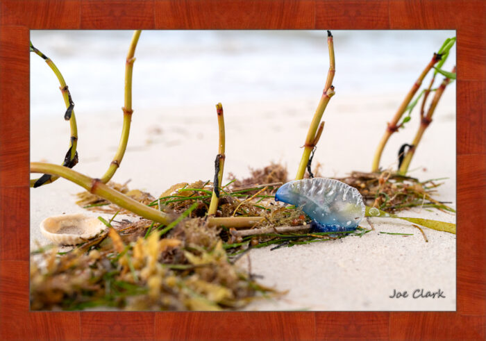 Man 'O War - Image 4