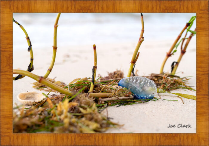 Man 'O War - Image 5