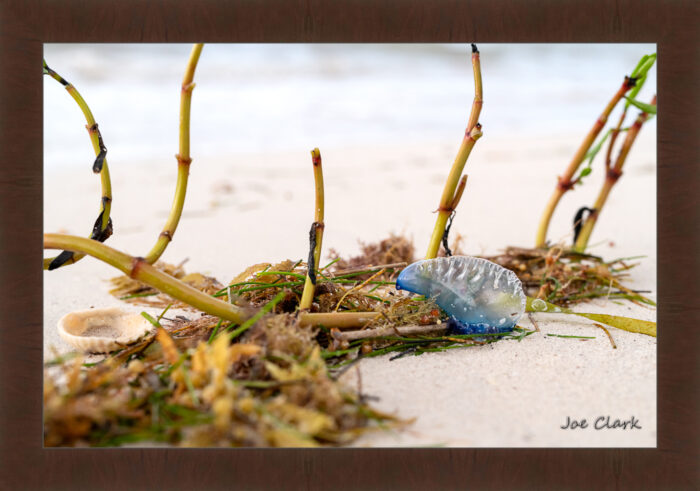 Man 'O War - Image 6
