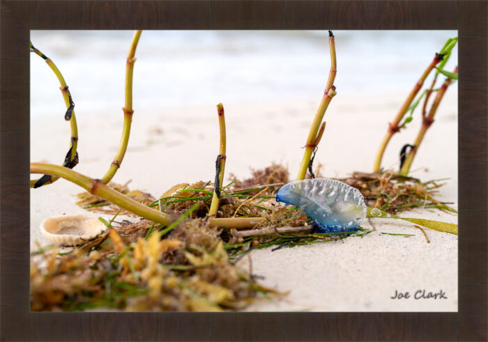 Man 'O War - Image 2