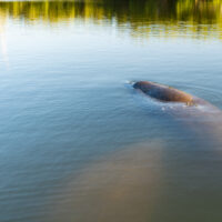 Manatee Hole