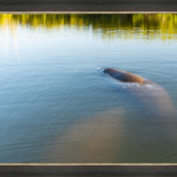 Manatee Hole - Image 3