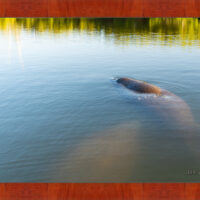 Manatee Hole - Image 4